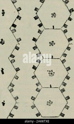 Das ABC der Biene Kultur: ein cyclopedia von jede Sache, die in Bezug auf die Pflege der Honig-Biene, Bienen, Honig, Nesselsucht, Arbeitsgeräte, Honig-Anlagen usw., Tatsachen von der Erfahrung von Tausenden von Imker alle über unser Land und später durch die praktische Arbeit in unserer eigenen Imkerei überprüft. • /11/. Stockfoto