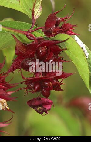 Neuseeland giftige Tutu (Coriaria arborea) Stockfoto