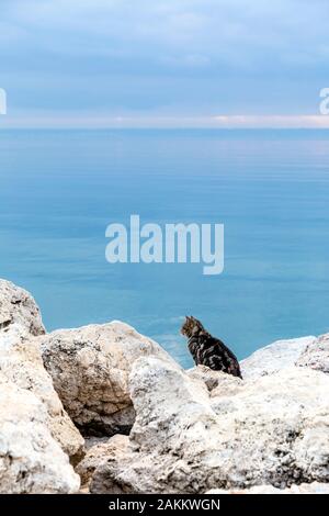 Streunende Katze sitzt auf Felsen, mit Blick aufs Meer in Puerto de Palma, Palma, Mallorca, Spanien Stockfoto