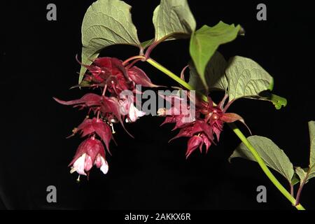 Neuseeland giftige Tutu (Coriaria arborea) Stockfoto