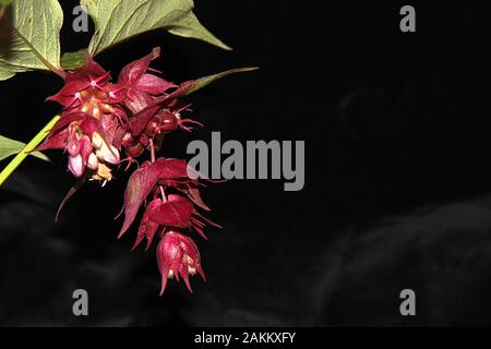 Neuseeland giftige Tutu (Coriaria arborea) Stockfoto