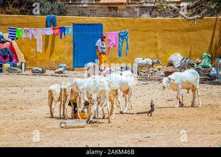 Herde von Ziegen auf einem typischen staubigen Hof in Goree, Senegal. Es ist in der Nähe von Dakar, Afrika. Die Ziegen essen aus der Lawine auf dem Boden und hinter Ihnen Stockfoto