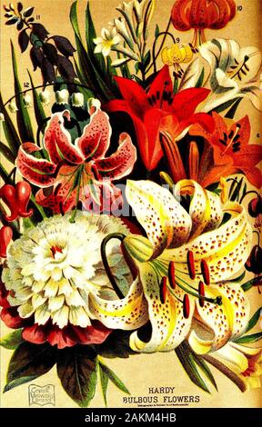 Der Vick Blume und günstiges Gemüse gardenVicks" Katalog der Samen, Knollen und Pflanzen für 1876. HARDYBULBOUS BLUMEN Stockfoto