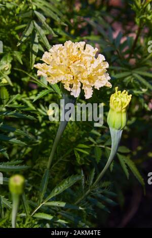 Tagetes erecta, gemeinhin Tagete genannt, eine Art der Familie der Asteraceae. Ringelblume (mexikanische, aztekische oder afrikanische Ringelblume) im Garten. Stockfoto