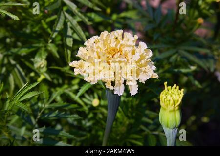 Tagetes erecta, gemeinhin Tagete genannt, eine Art der Familie der Asteraceae. Ringelblume (mexikanische, aztekische oder afrikanische Ringelblume) im Garten. Stockfoto