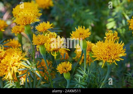 Tagetes erecta, gemeinhin Tagete genannt, eine Art der Familie der Asteraceae. Ringelblume (mexikanische, aztekische oder afrikanische Ringelblume) im Garten. Stockfoto