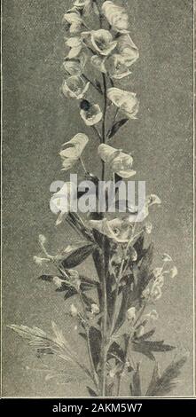 Die Farquhar Garten jährliche: 1918. .00 pro Dutzend, 25 Cent; Pflanzen bei $ 2,50 pro Dutzend, 30 Cent; Pflanzen bei $ 3,00 pro Dutzend, 35 Cent. ACANTHUS moUis. Bären Steißlage. Die reichen, Mas-Doz. lOO sive Blätter dieser Pflanze soll sug - gested der korinthischen Stil der Architektur; flowerswhite; feine für Rasen Gruppen; Juli und August. 2 ft. $ 2.50 $ 15.00 ACHILLEA aeschynanthus. Golden Tausendblatt. Gelbe Blumen; Juni bis August. ^ ft-1-50 10,00 Millefolium roseum. Rosa Schafgarbe. Rosv-rosa Blüten, blüht den ganzen Sommer, l^t -? ? ? ??? 2,00 15,00 Millefolium Cerise Queen. Helles Kirschrot. U ft - 2,00 Stockfoto