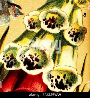 Der Vick Blume und günstiges Gemüse gardenVicks" Katalog der Samen, Knollen und Pflanzen für 1876. Stockfoto