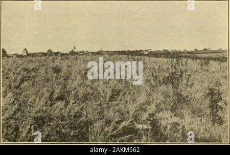 Wild volatil - öl Pflanzen und ihre wirtschaftliche Bedeutung. iefly durch die Writerin 1905 l und 1906.2 Die vielversprechende erste Ergebnisse berichtet encourageda weitere Untersuchung dieser Pflanze. In den Sommern von 1907 und 1908 größere Mengen dieser interessanten Wildpflanzen wurden destilliertem&gt; Rabak, Frank. Auf mehrere Neue Artemsia Öle. Pharmazeutische Review, Vol.23, 1905, S. 128-129.! Ebd., Vol. 24, 1906, S. 324-325. 2 M 5 wilde Salbei. 23 in South Dakota, eine Rendite von 0,26 Prozent ein sehr duftenden ätherischen oilbeing aus Pflanzen, die ihre Blüte geführt hatte. Wenn die Pflanze ist d Stockfoto