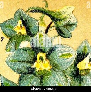 Der Vick Blume und günstiges Gemüse gardenVicks" Katalog der Samen, Knollen und Pflanzen für 1876. STIPA PENNAT,.. Stockfoto