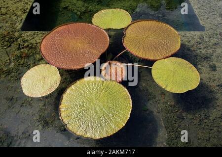 Victoria - riesige Wasserlilie in schwarzem Kunststoffbehälter getaucht Auf dem Boden eines künstlichen Betonteiches mit bedeckt Chlorophyta - Grüne Algen Stockfoto