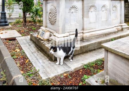 Ein streunender schwarze und weiße Katze steht auf die mittelalterliche Grabmal von Sultan Sadi's Pasa Grab im historischen Innenhof des Ahmet Tevfik Pasa Grab. Stockfoto