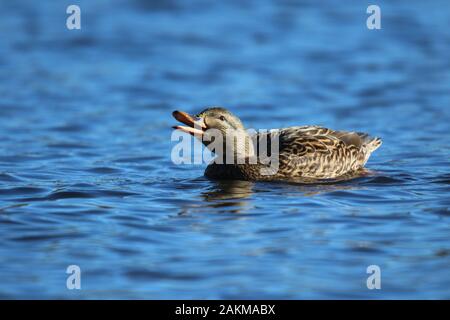 Eine weibliche Stockente Anas platyrhynchos Quakend auf einem See im Winter Stockfoto