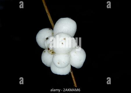 Früchte der gemeinsamen snowberry Symphoricarpos Albus Stockfoto