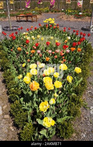 Dreieckigen Grenze mit Gelb, Orange, Rosa und Rot - Tulipa Tulpen im Land Garten im Frühling, Route de Gerbes d'Angelica Garten, Quebec. Stockfoto