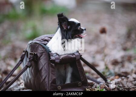 Pet Travel Carrier. Transportbox für kleinen Hund. Hund Tasche transportieren. Chihuahua und pet. Transport eines Hundes in einer Handtasche Stockfoto