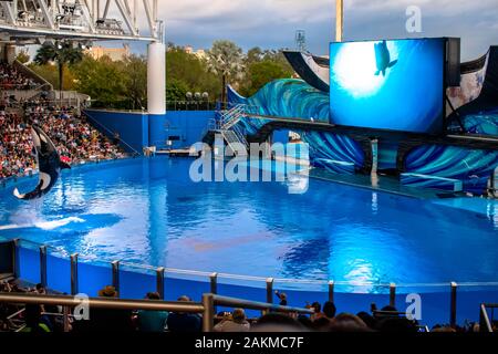 Orlando, Florida. 30. Dezember 2019. Killer whale Springen in Orca Begegnung Show in Seaworld Stockfoto