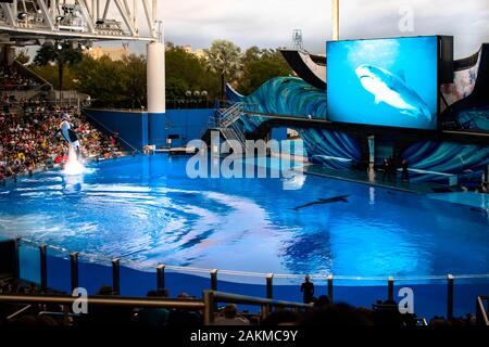 Orlando, Florida. 30. Dezember 2019. Killer whale Springen in Orca Begegnung Show in Seaworld Stockfoto