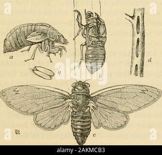 Umrisse der Entomologie. Die Reihenfolge. Sie besitzen oar-wie Beine und flache Stellen. Die Arten Alle sind Fleischfresser und sind mit starken, sharpbeaks, auf die sich der Körper, nicht nur von anderen Insekten, aber der TAD-Polen und junge Fische werden aufgespießt, bis Sie Der vitalfluids abgelassen werden kann. Das Wasser Skorpione sind der schlanken Form und der Bauch isterminated durch ein paar lange, schlanke, gerillte Stile, welche bei shuttogether, eine Atmung Rohr, die über dem Wasser erhoben werden können, während das Insekt ist seine räuberische Ausflüge machen unter dem sur-Gesicht. Die riesigen Wasser Fehler {Belostoma gr Stockfoto