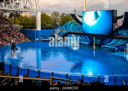 Orlando, Florida. 30. Dezember 2019. Killer whale Springen in Orca Begegnung Show in Seaworld Stockfoto