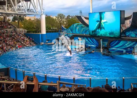 Orlando, Florida. 30. Dezember 2019. Killer whale Springen in Orca Begegnung Show in Seaworld Stockfoto