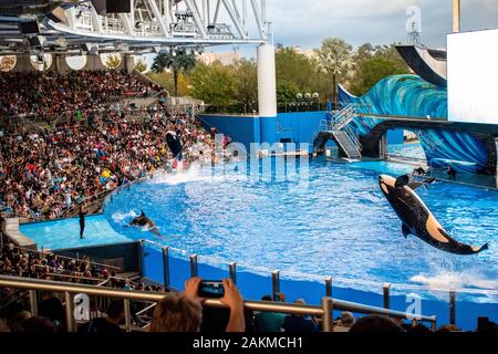 Orlando, Florida. 30. Dezember 2019. Killer whale Springen in Orca Begegnung Show in Seaworld Stockfoto