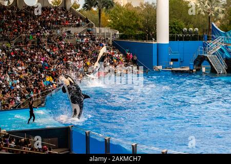 Orlando, Florida. 30. Dezember 2019. Killer whale Springen in Orca Begegnung Show in Seaworld Stockfoto