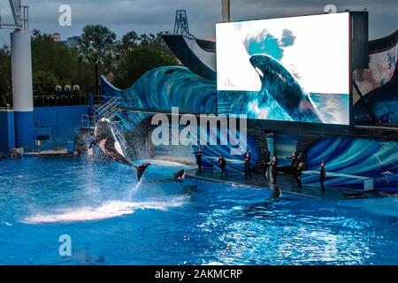 Orlando, Florida. 30. Dezember 2019. Killer whale Springen in Orca Begegnung Show in Seaworld Stockfoto