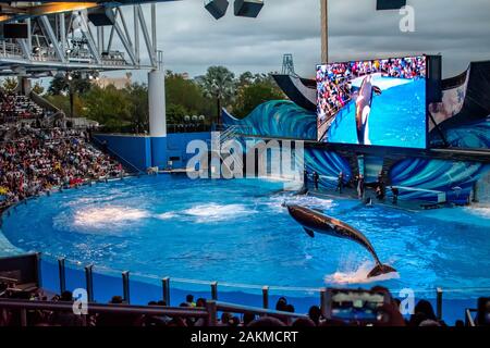 Orlando, Florida. 30. Dezember 2019. Killer whale Springen in Orca Begegnung Show in Seaworld Stockfoto