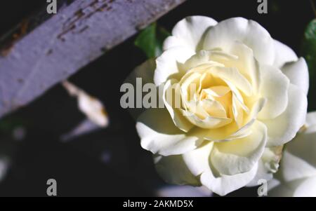 Weiße Rosen Blume Blüte auf verschwommenen Hintergrund weiße rose Rosen im Garten. Stockfoto