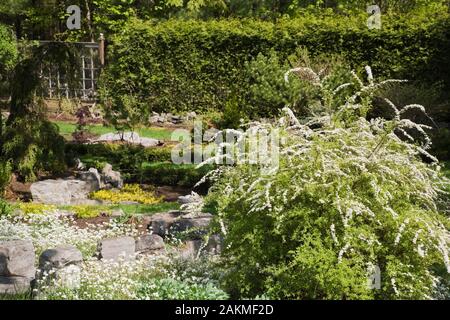 Weiß blühenden Fabrikantenvilla vanhouttei' Van Houtte' - Spirea Strauch in privaten Garten Garten im Frühling. Stockfoto