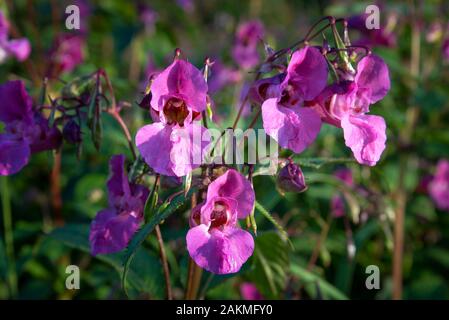 Invasive Arten der Himalayan Balsam in Blume am Ufer des Flusses Tweed wächst auf über 5 Meter hoch. Stockfoto