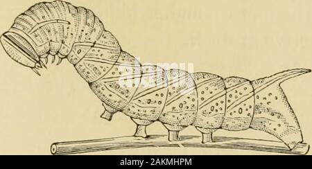 Insekten, Früchte. Angriff INQ DIE BLÄTTER. 86 Nr. 31. - Die Blinden Augen Sphinx. Smerinthus excecatus (Sm. & Abb.). Im September, und manchmal so spät wie die beginningof Oktober, kann es gelegentlich auf der Apfelbaum gefunden werden, Fütterung auf die Blätter, eine dicke, zylindrischen Caterpillar, über twoand einen halben Zoll lang, mit einem grünen dreieckigen Kopf, borderedwith Weiß, eine Apple-grünen Körper, heller auf der Rückseite, aber deeperin Farbe entlang den Seiten, mit seiner Haut angeraut mit numerouswhite-bestückte Körnungen, mit einem stont Horn auf der hinderpart Seiner zurück, mit einem bläulich-grünen Farbe, mit Stockfoto