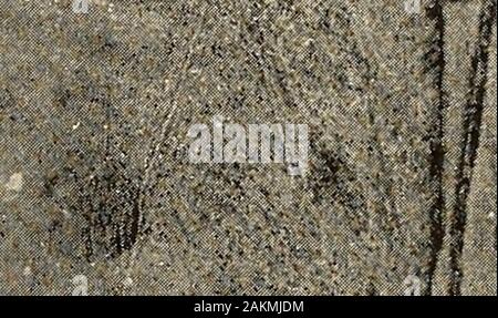 Die Anden im Süden von Peru, geographischen Aufklärung entlang der Dreiundsiebzigsten Meridian. Ich. Stockfoto