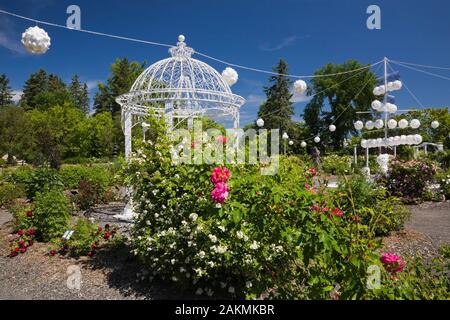 Rosa Rosa 'George Vancouver" und White Grootendorst' - Rosenbusch mit weißen schmiedeeisernen Metall Pavillon im späten Frühling im Rosengarten. Stockfoto
