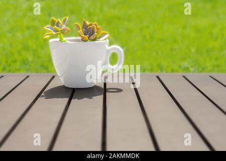 Grüne Pflanze, die in der weißen Schale auf Holztisch. Kopieren Sie Platz. Seitenansicht. Pachira aquatica Werk in kleinen weißen Topf auf Holz Hintergrund. Bio Lebensmittel con Stockfoto