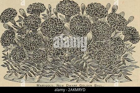 Die Maule samen Buch: 1917. Studentenblume (Tagetes) Heirdy Jährliche der Afrikanischen Ringelblumen sind groß, mit großen, gelb oder orange coloredflowers. Tagetes sind Zwerg, mit einfachen oder doppelten Blüten. Zwerg französischen Sorten. Ringelblume, Neue D14 S0 GOLDEN BALL. (JVew.) 1 Fuß hoch. Eine bemerkenswert showydwarf, Doppel blühende Ringelblume, mit brillanten Doppel golden yellowflowers. Paket, 10 Cent, 14 Unzen, 25 Cent. J 447 SILBER KÖNIG. Farbe samtig braunen, umgeben von alinost palelemon, weiß. Paket, 5 Cent. 145/Legion von Ehre. Wie Silver King, aber die lemonedge der Blüte ist eine reiche goldene Stockfoto