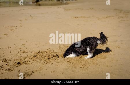 Kleine schwarze und weisse Hund mit Kopf im Loch graben auf einem Strand, Kopf in den Sand Stockfoto