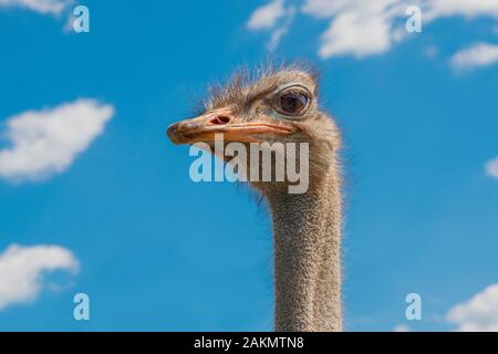 Leiter der Strauß auf klaren Himmel Hintergrund. Größte Vogel auf blauem Hintergrund. Flugunfähige swift-afrikanische Vogel mit langem Hals, lange Beine, und zwei Zehen Stockfoto