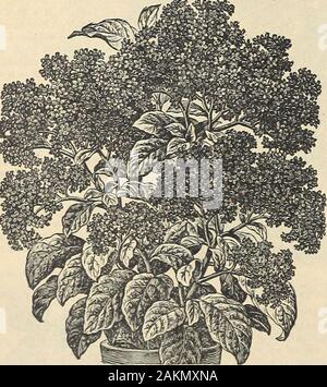 Die Maule samen Buch: 1917. VPSOPHILA, PANICULATA. Helichrysum, Doppel gemischt. 1371 quets. GYPSOPHILA (Babys Breath) robustes jährliches PANICULATA. Misty weiße Blütenrispen Blumen; fein für Bou-Blüte im ersten Jahr, wenn früh gesät. Paket, 10 Cent. Heirdy mehrjährig Gypsophila 1368 MUKALIS. Formen wenig Büsche, 8 bis 10 cm hoch, thicklycovered mit kleinen rosa Blüten im Frühling bis zum Frost. Fein für Kanten. Paket, 5 ceiits. HELICHRYSUM (Strohblume) Hardy AnnueJ ewiges Hoch für den Winter Blumensträuße geschätzt. Große, gefüllte Blüten, verschiedener Farben, von während und hellen Gelb bis Rot, s Stockfoto