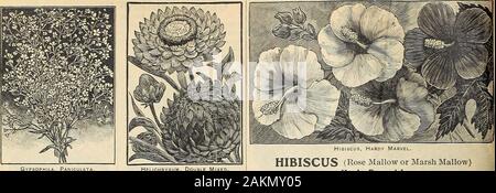 Die Maule samen Buch: 1917. 134 - Blumen Samen die MAULE BUCH FÜR 1917 Samen. VPSOPHILA, PANICULATA. Helichrysum, Doppel gemischt. 1371 quets. GYPSOPHILA (Babys Breath) robustes jährliches PANICULATA. Misty weiße Blütenrispen Blumen; fein für Bou-Blüte im ersten Jahr, wenn früh gesät. Paket, 10 Cent. Heirdy mehrjährig Gypsophila 1368 MUKALIS. Formen wenig Büsche, 8 bis 10 cm hoch, thicklycovered mit kleinen rosa Blüten im Frühling bis zum Frost. Fein für Kanten. Paket, 5 ceiits. HELICHRYSUM (Strohblume) Hardy AnnueJ ewiges Hoch für den Winter Blumensträuße geschätzt. Große, gefüllte Blüten, von Vari-ous Col Stockfoto