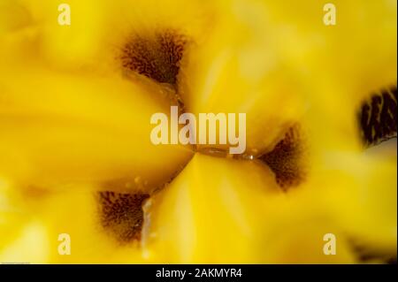 Die Rippen erscheinen als Zusammenfassung in diesem detaillierten, Blick von oben auf eine gelbe Iris Kamera bereit. Stockfoto