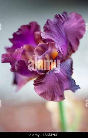 Der dunkelviolette Blumenkopf einer Danielles Love Tall Bearded Iris wirkt lasch und zart und enthüllt gleichzeitig das Staubblatt und den leuchtend orangefarbenen Bart oder die fil. Stockfoto