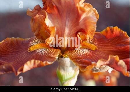 Ein großer Bärtiger iris Rustler zeigt den Namen Orange flowerhead von gekräuselten Blütenblättern und furry Bärten. Stockfoto