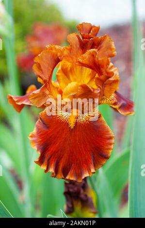 Ein großer Bärtiger iris Rustler zeigt den Namen Orange flowerhead von gekräuselten Blütenblättern und furry Bärten. Stockfoto