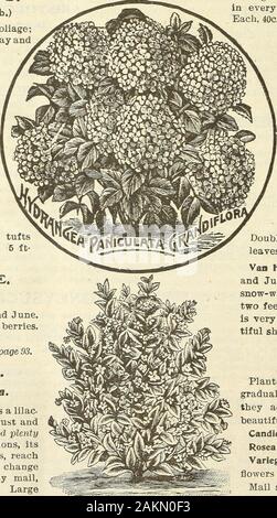 Garten Blumen und Samen 1902. WEIGELIA YARIEGATAi lila-SYRINGA. Bekannte Sträucher, die Blüte im Mai. Sie in schlechten Boden wird wachsen, und endureneglect, Hitze oder Dürre, ohne Show-ing schädigende Wirkung. Syringa vulgaris. Gemeinsame lila Flieder. Jedes, 25c. Syringa vulgaris Alba. Weißer Flieder. Jedes, 25c. MOCK ORANGE (Cornus alba 'Sibirica.) Coronarius. Große Cluster von Reinweiss, wächsernen Blumen, im Juni. Höhe wächst, in Form gerundet auf amedium. Hasbeautiful Laub. Jeder, 25c. Schneeball. Gemeinsame. (Viburnum sterilis). Attainsthe Höhe von 8 oder 10 Fuß, und produziert itssnowy weiße Blüten in großen Kugeln oder Stockfoto