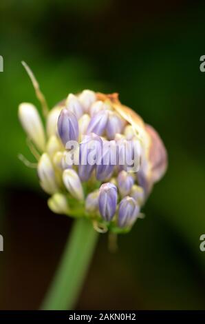 Verträumt closeup von Agapanthus Blüten sowie deren Knospen öffnen. Geringe Tiefenschärfe. Stockfoto