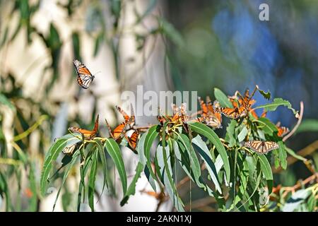 Monarch Butterfly an Monarch Groove, Pismo Beach Stockfoto