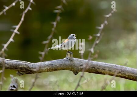 Ein Vogel wintering im Arizona in der Nähe der North Rim des Grand Canyon bekannt als Dark-Eyed Junco. Stockfoto