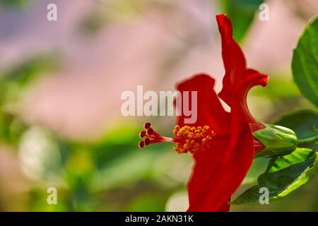 Die rote Hibiskus Blume China Rose, Chinesischer Hibiskus, Hawaiian Hibiscus im tropischen Garten von Teneriffa, Kanarische Inseln, Spanien. floralen Ba. Ckground. Selectiv Stockfoto